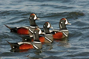 Patterns Collection: Harlequin Duck