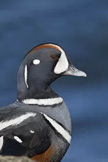 Harlequin Duck - adult male in winter