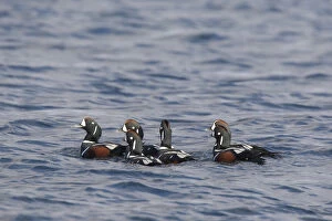 Harlequin Duck - drakes - Iceland