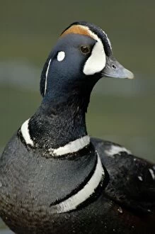 Images Dated 24th April 2005: Harlequin Duck - By fast flowing mountain stream. Pacific Northwest, USA. Spring _TPL2509
