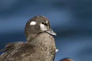 Waterbird Prints: Harlequin Duck - female in winter. Barnegat Light in New Jersey - USA