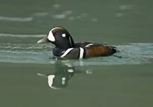 Harlequin Duck - male - Canadian Rocky Mountains Alberta, Canada BI018547