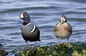 Harlequin Duck - male and female in winter