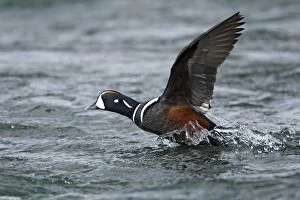 Images Dated 4th June 2014: Harlequin Duck - male in flight taking off from river
