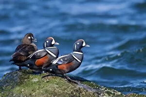 Images Dated 4th February 2010: Harlequin Duck - standing on rock in winter. Barnegat Light in New Jersey, USA