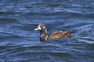 Waterbird Prints: Harlequin Duck - sub-adult male in winter. Barnegat Light in New Jersey - USA