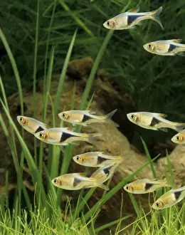 School Prints: Harlequin Fish - Shoal. Freshwater Aquarium Fish S. E. Asia
