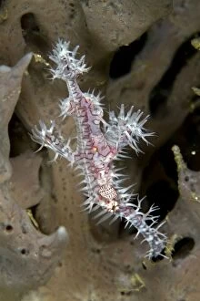 Images Dated 9th November 2010: Harlequin Ghost Pipefish - Indonesia