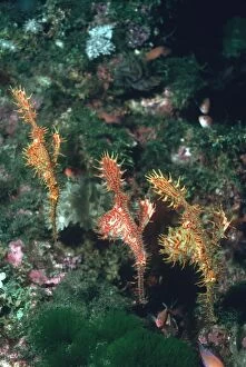 Images Dated 19th July 2005: Harlequin Ghost Pipefish - Pregnant females in deep water about to give birth