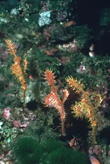 Birth Prints: Harlequin Ghost Pipefish - Pregnant females in deep water about to give birth