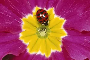 Harlequin Ladybird - deep red with black spots form