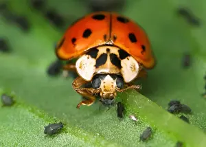 Harlequin Ladybird - Feeding on Aphids Out-competes native British ladybirds for food Location: Laboratory culture, UK