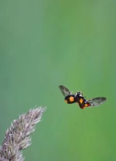 Harlequin Ladybird - in flight