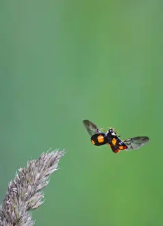 Harlequin Ladybird - in flight Bedfordshire UK 005320