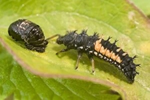 Harlequin Ladybird larva and pupa