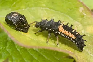Harlequin Ladybird larva and pupa. UK