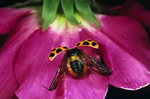 Taking Off Prints: Harlequin Ladybird - about to take off