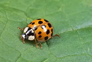 Invasive Prints: Harlequin Ladybird - orange with black spots form