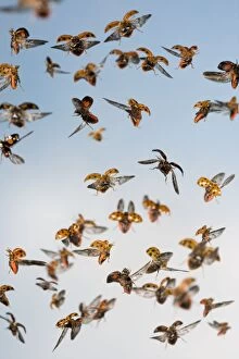 Harlequin Ladybird - swarm in flight