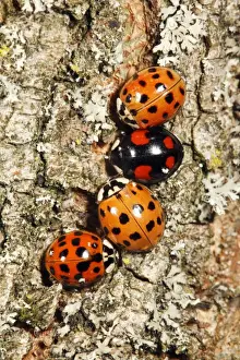 Harlequin Ladybirds - 4 gathering in autumn on tree stem, before hibernation, Hessen, Germany