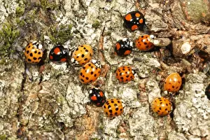 Harlequin Ladybirds - gathering in autumn on tree stem, before hibernation, Hessen, Germany
