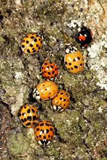 Ladybird Prints: Harlequin Ladybirds - gathering in autumn on tree stem