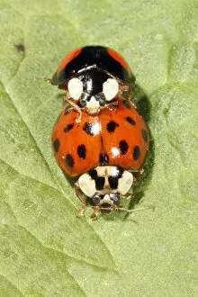 Images Dated 1st June 2009: Harlequin Ladybirds - pair mating on leaf