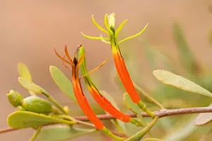 Mistletoe Prints: Harlequin Mistletoe - yellow and red coloured blossoms in full bloom - Northern Territory
