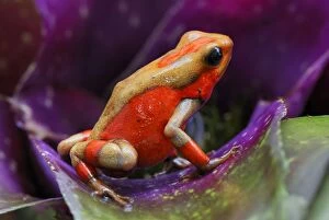 Images Dated 6th February 2007: Harlequin Poison Frog - on bromeliad Cauca, Colombia