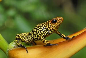 Images Dated 2nd February 2007: Harlequin Poison Frog - on Heliconia Cauca, Colombia