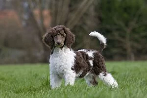 Images Dated 22nd January 2012: Harlequin Poodle puppy in garden