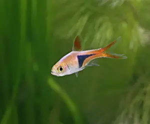 Harlequin rasbora / Purple harlequin – side view, tropical freshwaters E Asia 002802