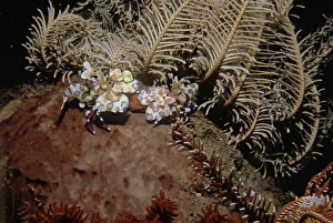 Images Dated 11th August 2008: Harlequin shrimp - These amazing shrimp are generally found in pairs living on a Linckia or