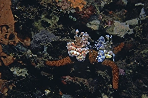 Images Dated 11th August 2008: Harlequin Shrimp - These amazing shrimp are generally found in pairs living on a Linckia or