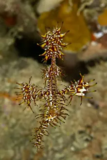 Shrimps Prints: Harlequin Shrimp - Indonesia