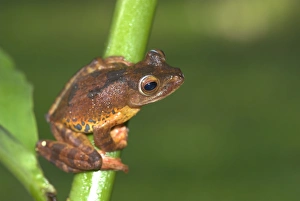 Images Dated 3rd August 2006: Harlequin Tree Frog Borneo