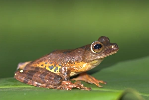 Images Dated 3rd August 2006: Harlequin Tree Frog Borneo