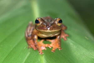 Frogs Collection: Harlequin Tree Frog Borneo