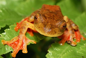 Images Dated 20th November 2007: Harlequin Tree Frog - Danum Valley Conservation Area - Sabah - Borneo - Malaysia