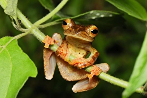 Images Dated 20th November 2007: Harlequin Tree Frog - Danum Valley Conservation Area - Sabah - Borneo - Malaysia