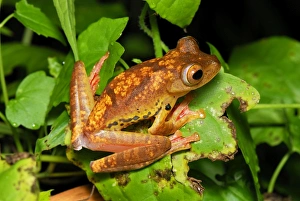 Images Dated 20th November 2007: Harlequin Tree Frog - Danum Valley Conservation Area - Sabah - Borneo - Malaysia