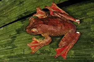 Harlequin Tree Frog - Forest Research institute of Malaysia - West Malaysia