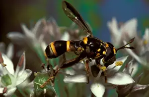Wasps Prints: A harmless fly (family Syrphidae) that evades its enemies by mimicking the coloration of dangerous wasps