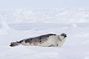 Harp Seal - adult female