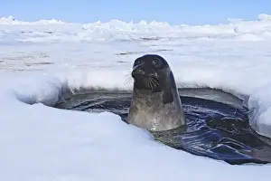 Seal Prints: Harp Seal - adult female emerging from a hole in the ice Magdalen Islands Quebec Canada