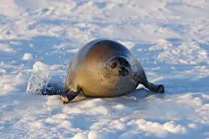 Harp Seal - Adult female emerging from a hole in the ice Magdalen Islands Quebec Canada