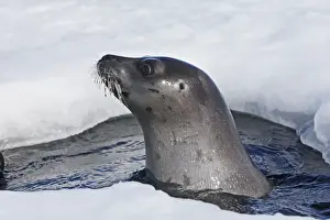 Emerging Prints: Harp Seal - Adult female emerging from a hole in the ice Magdalen Islands Quebec Canada