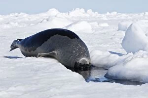 Harp Seal - Adult female entering a hole in the ice