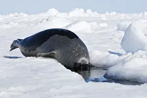 Harp Seal - Adult female entering a hole in the ice Magdalen Islands Quebec Canada