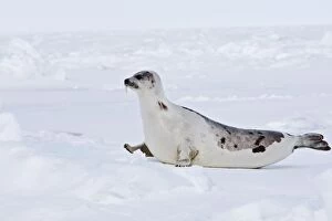 Images Dated 12th March 2008: Harp Seal - adult female Magdalen Islands Quebec Canada